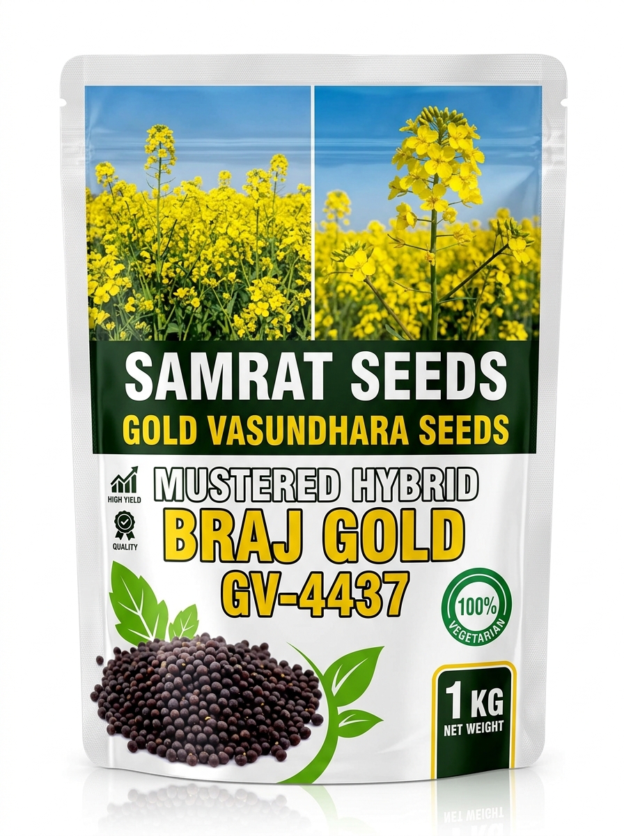 MUSTERED HYBRID BRAJ GOLD GV-4437
